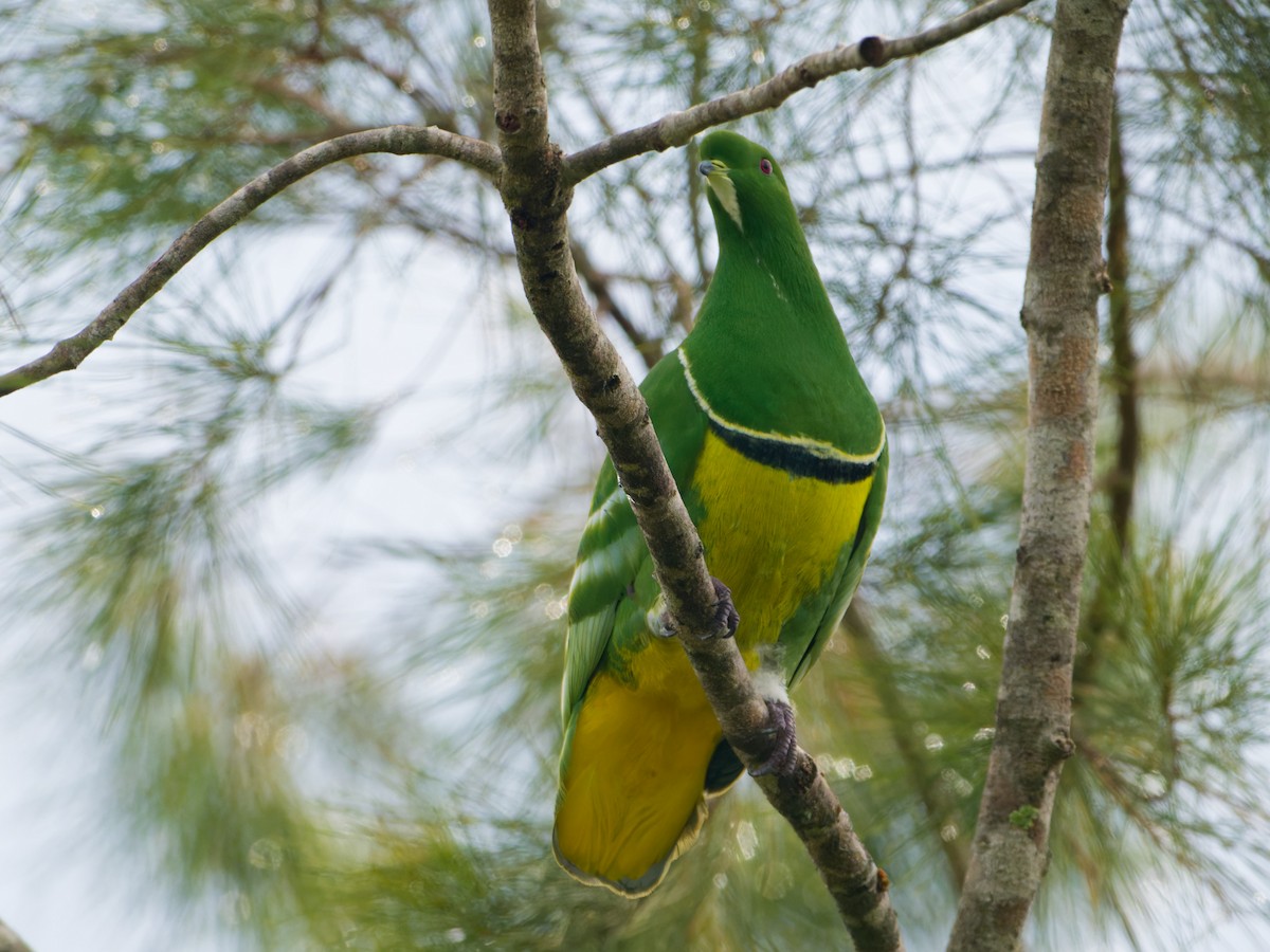 Cloven-feathered Dove - ML633747317