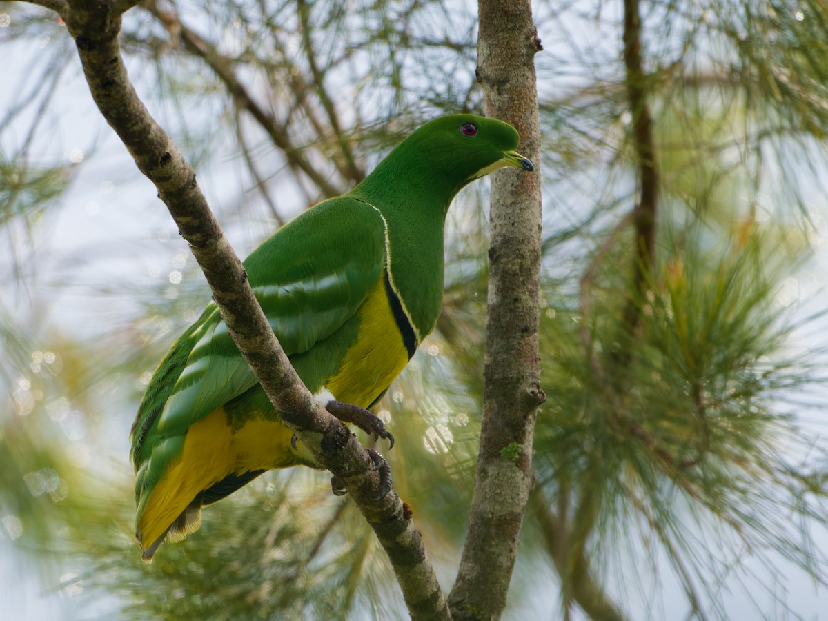 Cloven-feathered Dove - ML633747318