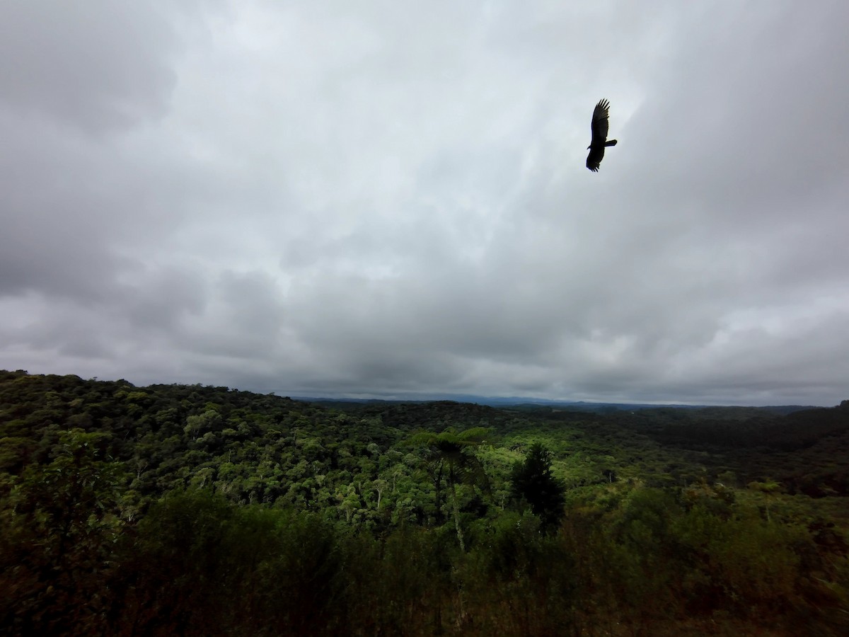 Turkey Vulture (Tropical) - ML633747409