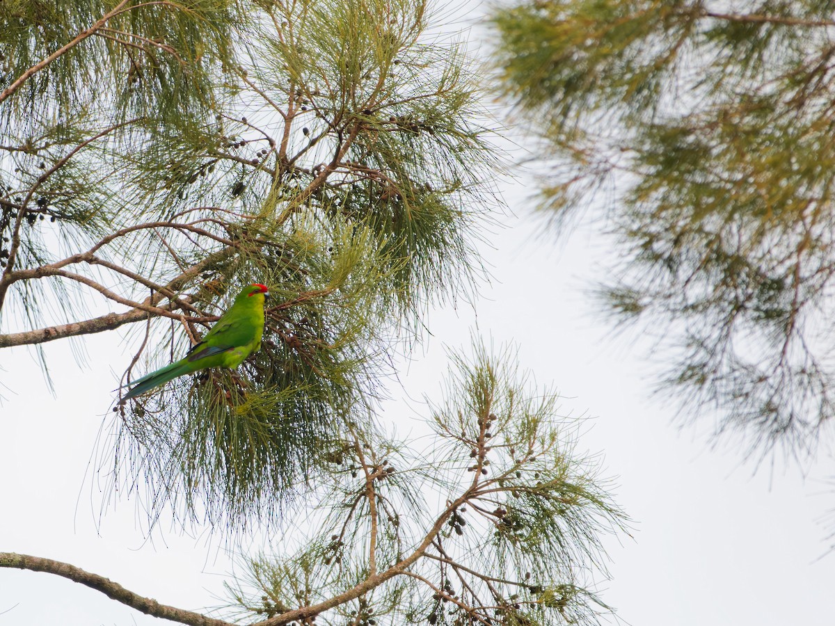 New Caledonian Parakeet - ML633747443