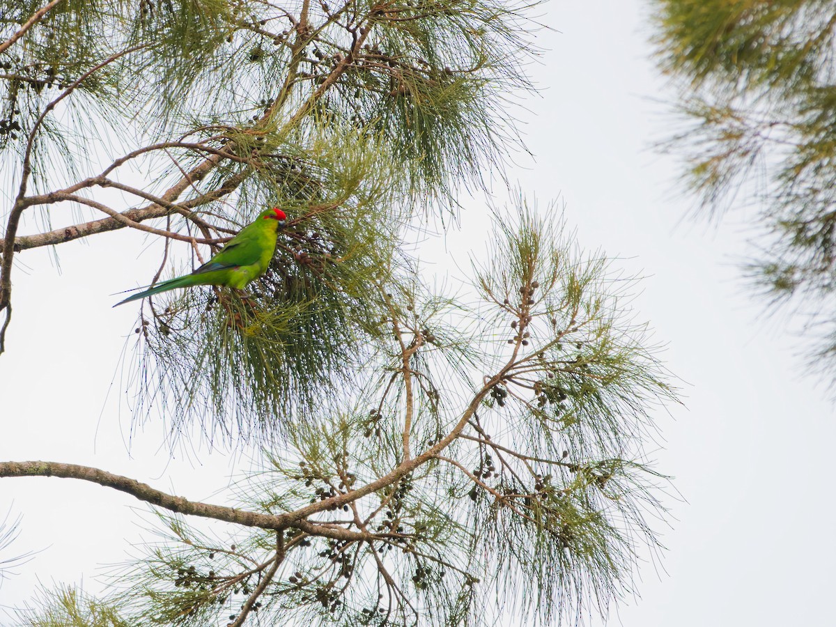 New Caledonian Parakeet - ML633747444