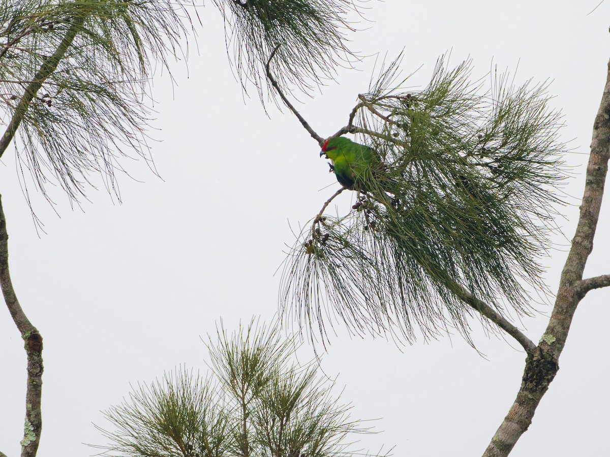 New Caledonian Parakeet - ML633747445
