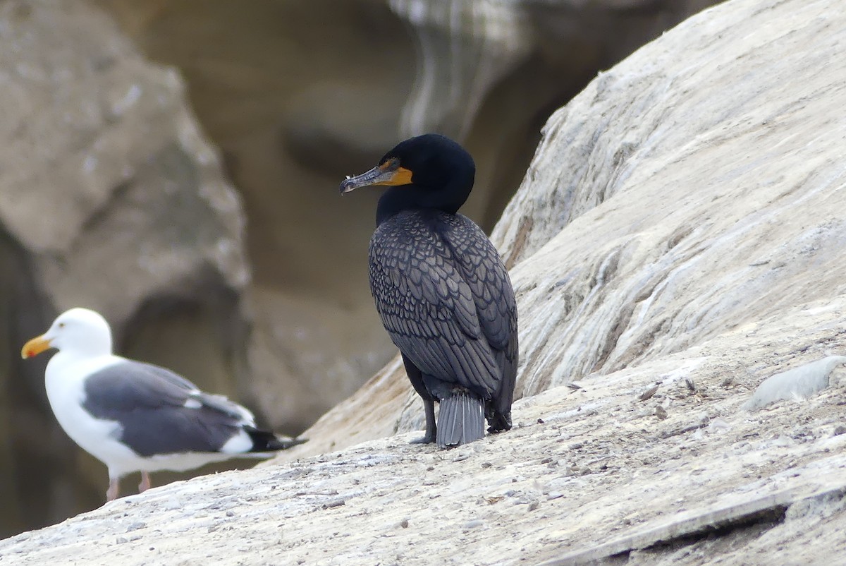 Double-crested Cormorant - ML633747446