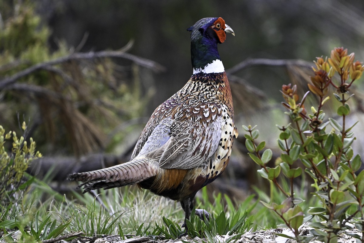 Ring-necked/Green Pheasant - ML633747470