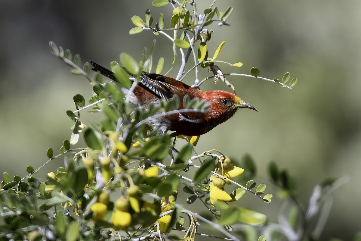 Apapane - ML633747481