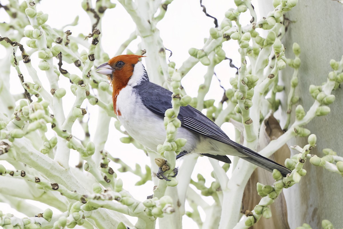 Red-crested Cardinal - ML633747505
