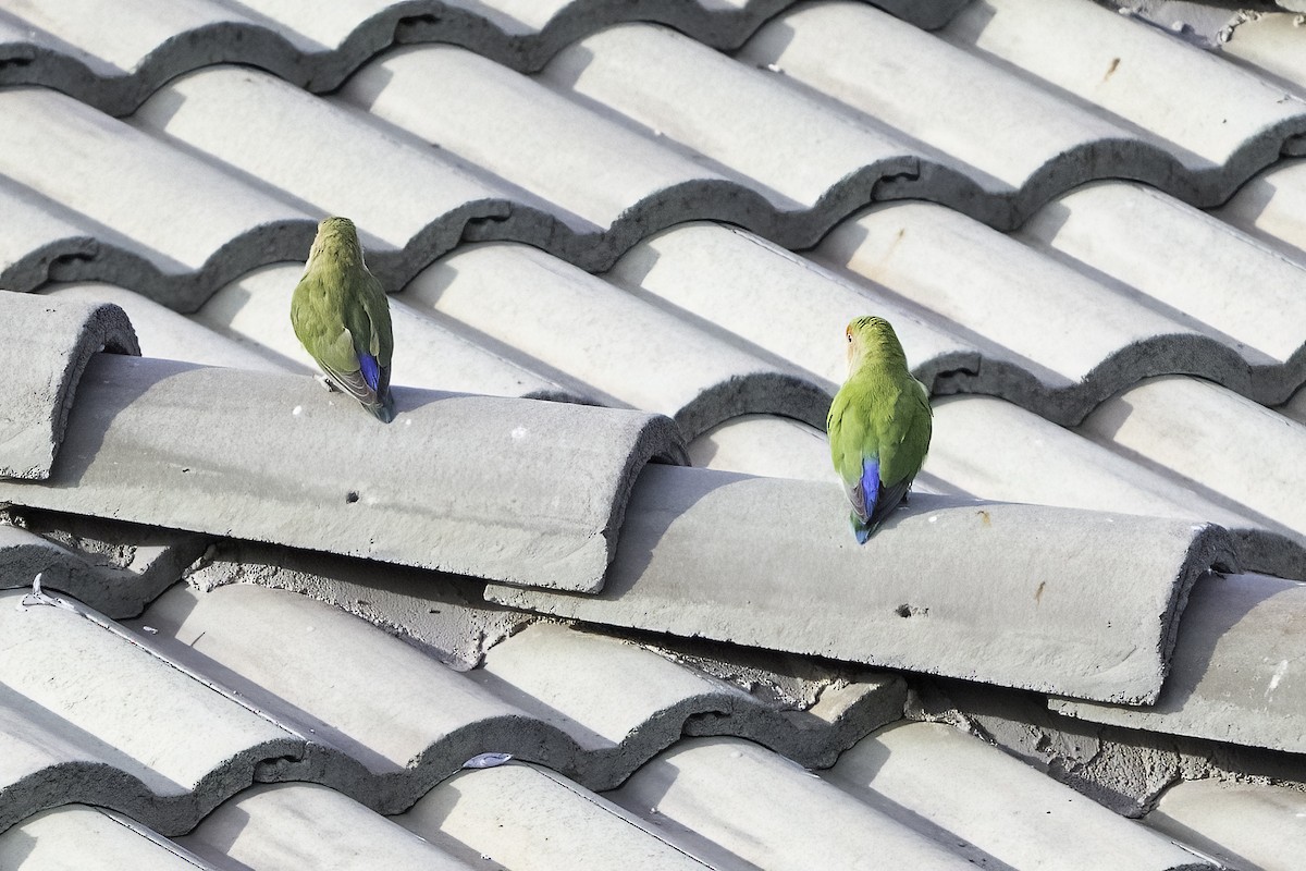 Rosy-faced Lovebird - ML633747575