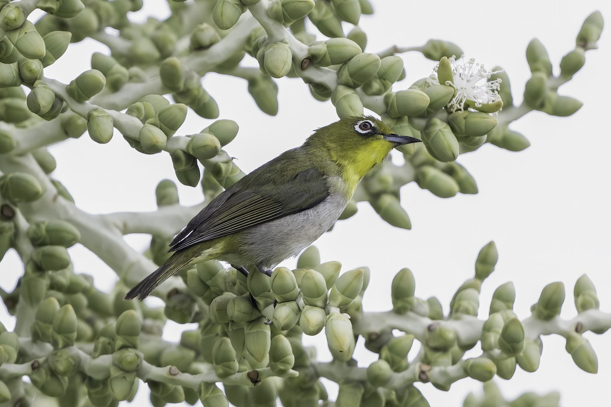 Warbling White-eye - ML633747593