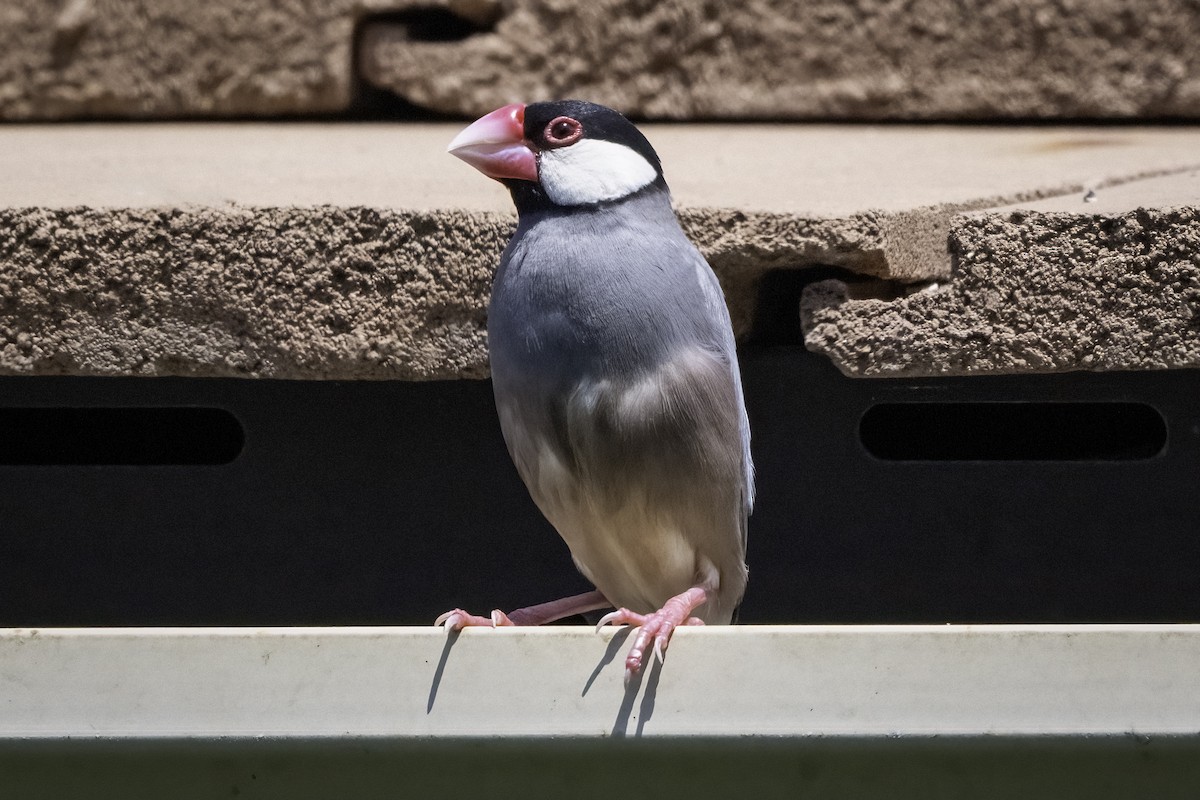 Java Sparrow - ML633747607
