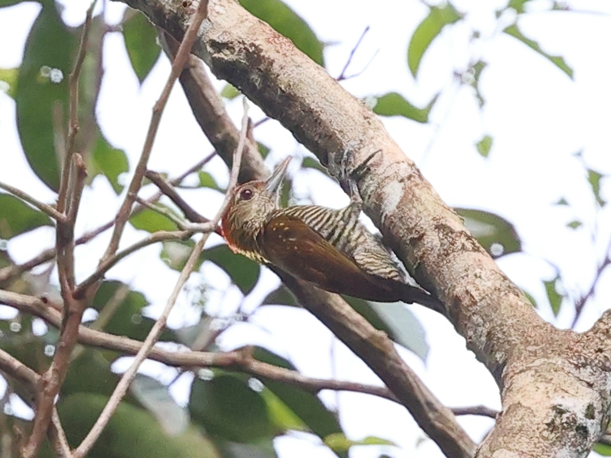 Golden-collared Woodpecker - ML633747634
