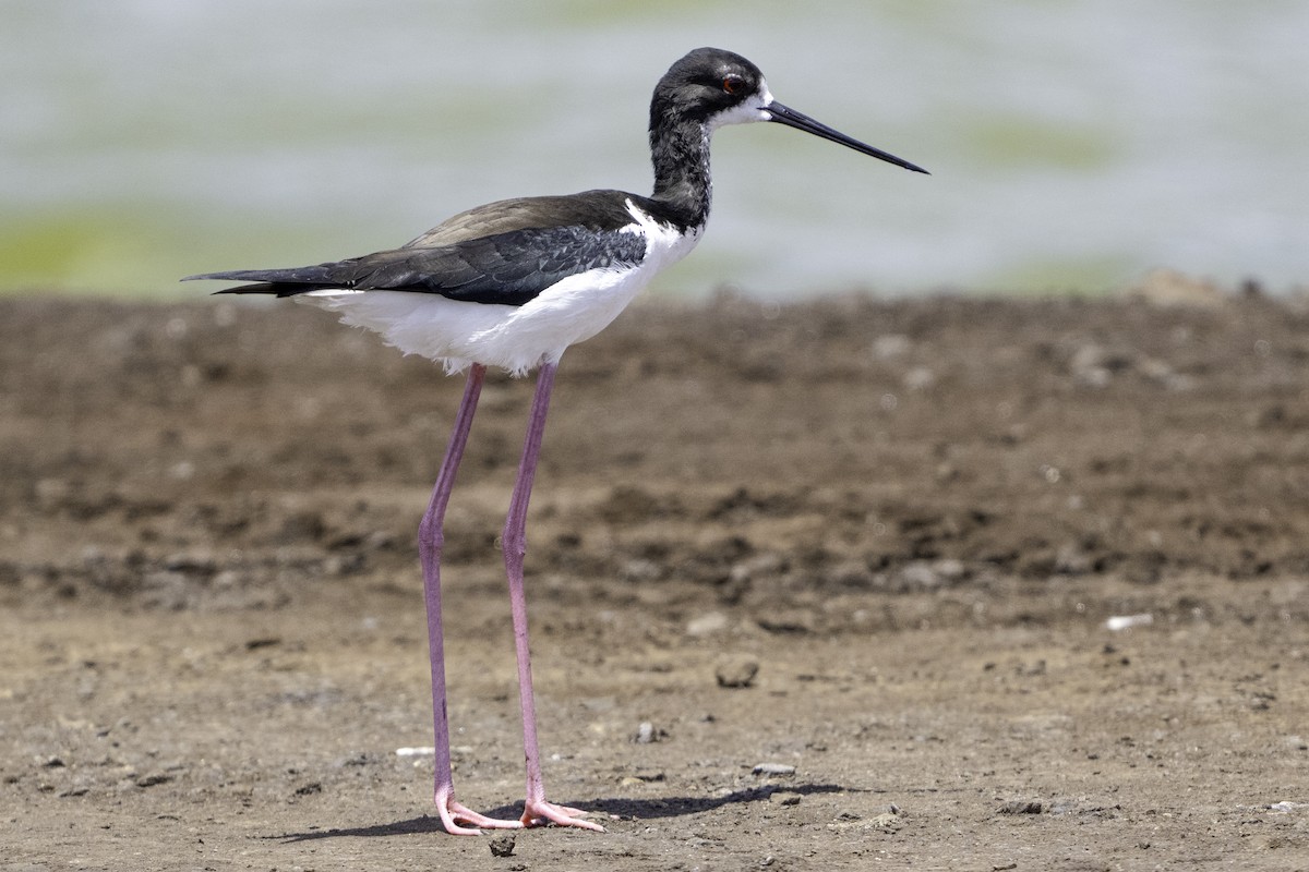 Black-necked Stilt - ML633747663