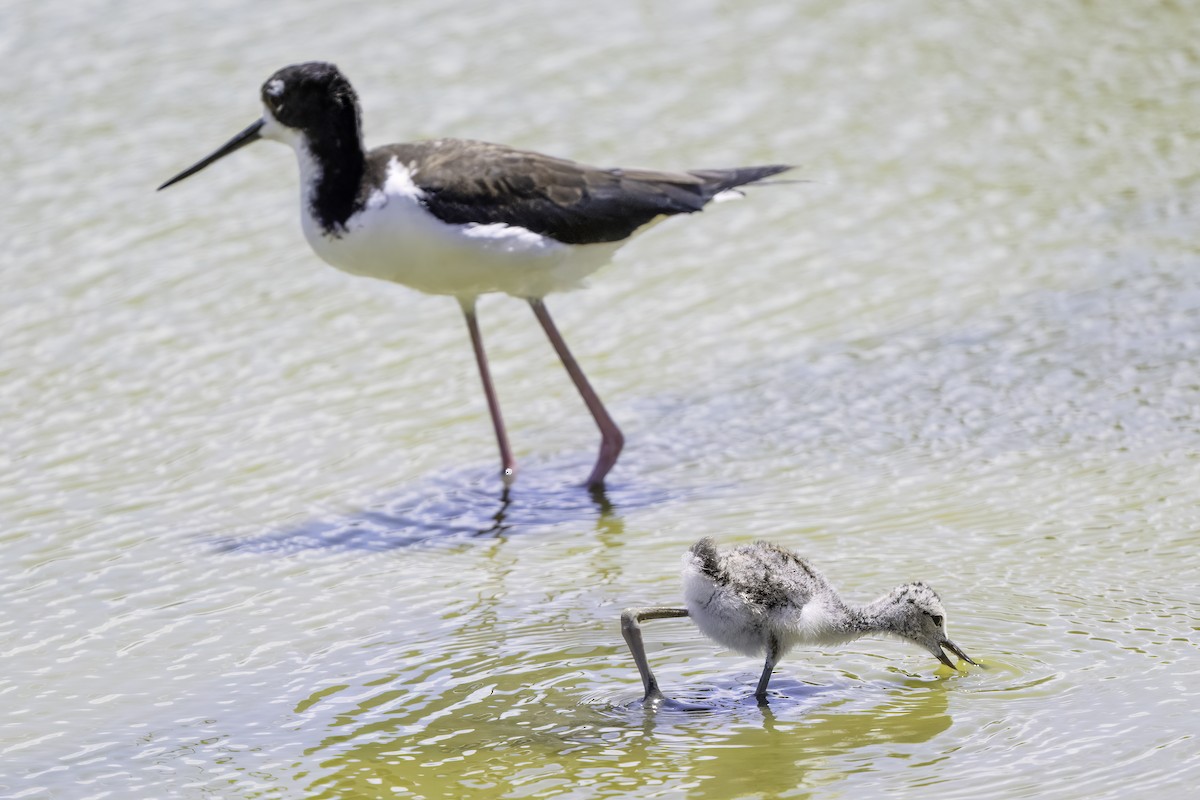 Black-necked Stilt - ML633747664