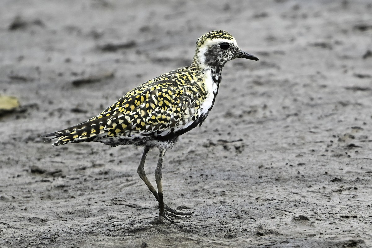 Pacific Golden-Plover - ML633747672