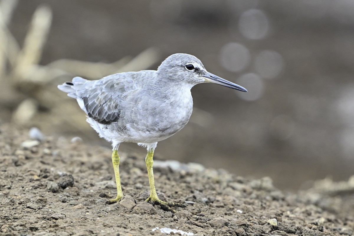 Wandering Tattler - ML633747695