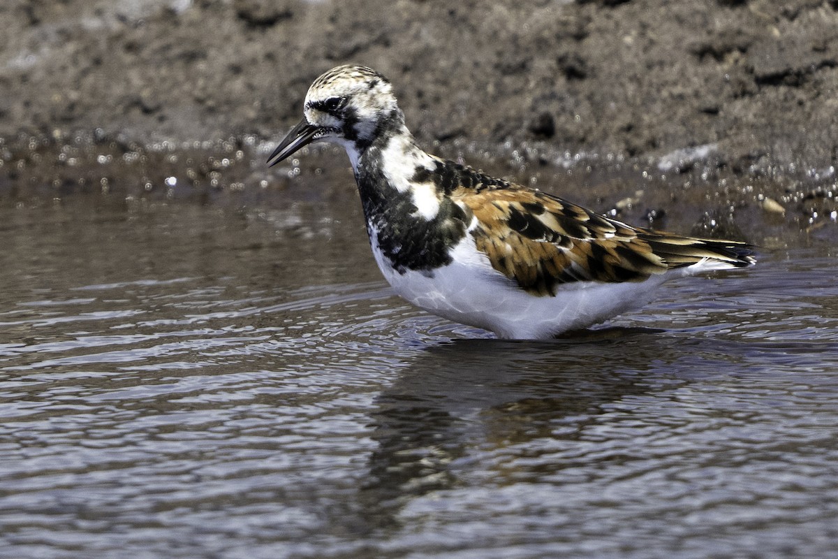 Ruddy Turnstone - ML633747696
