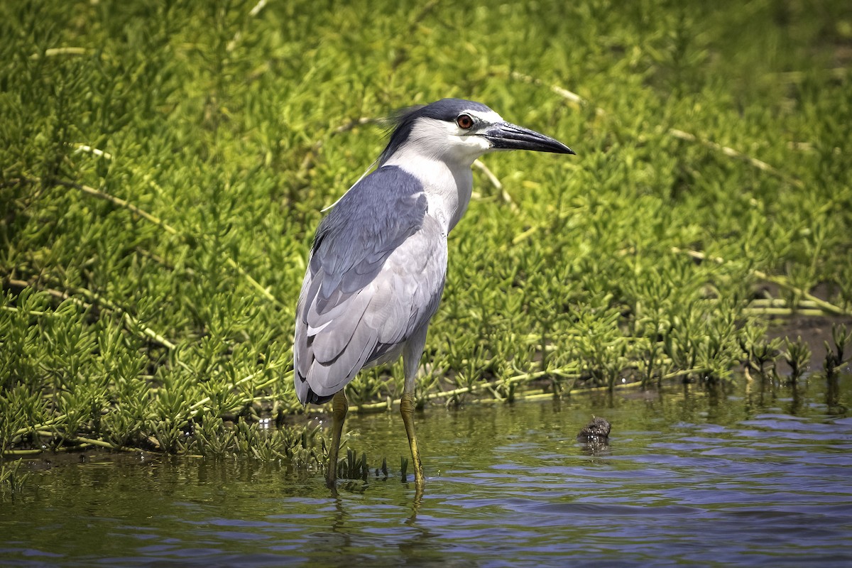Black-crowned Night Heron - ML633747720