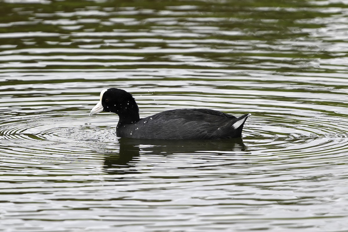 Hawaiian Coot - ML633747727