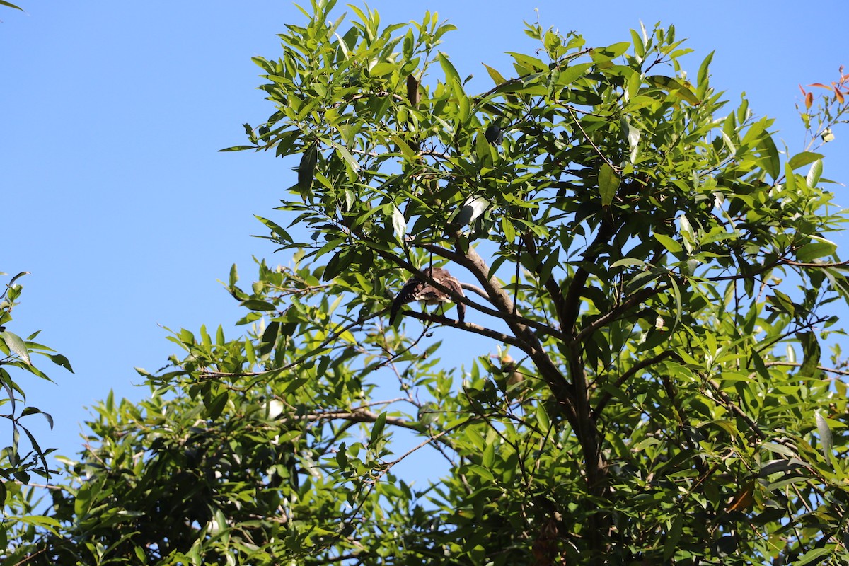 Хөхөөний тодорхойгүй зүйл - ML633747909