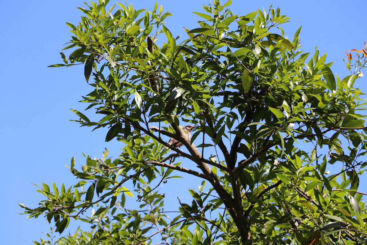 Хөхөөний тодорхойгүй зүйл - ML633747910