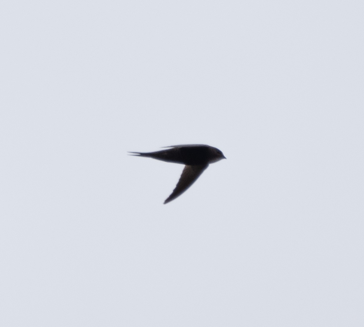 Malagasy Palm Swift - ML633748019