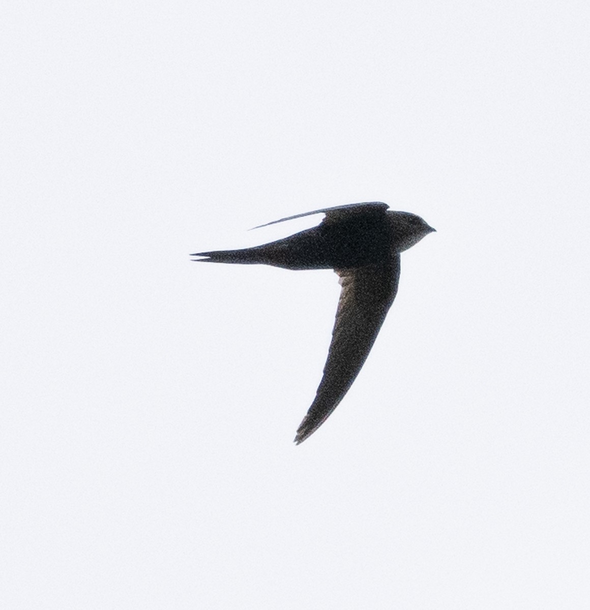 Malagasy Palm Swift - ML633748020