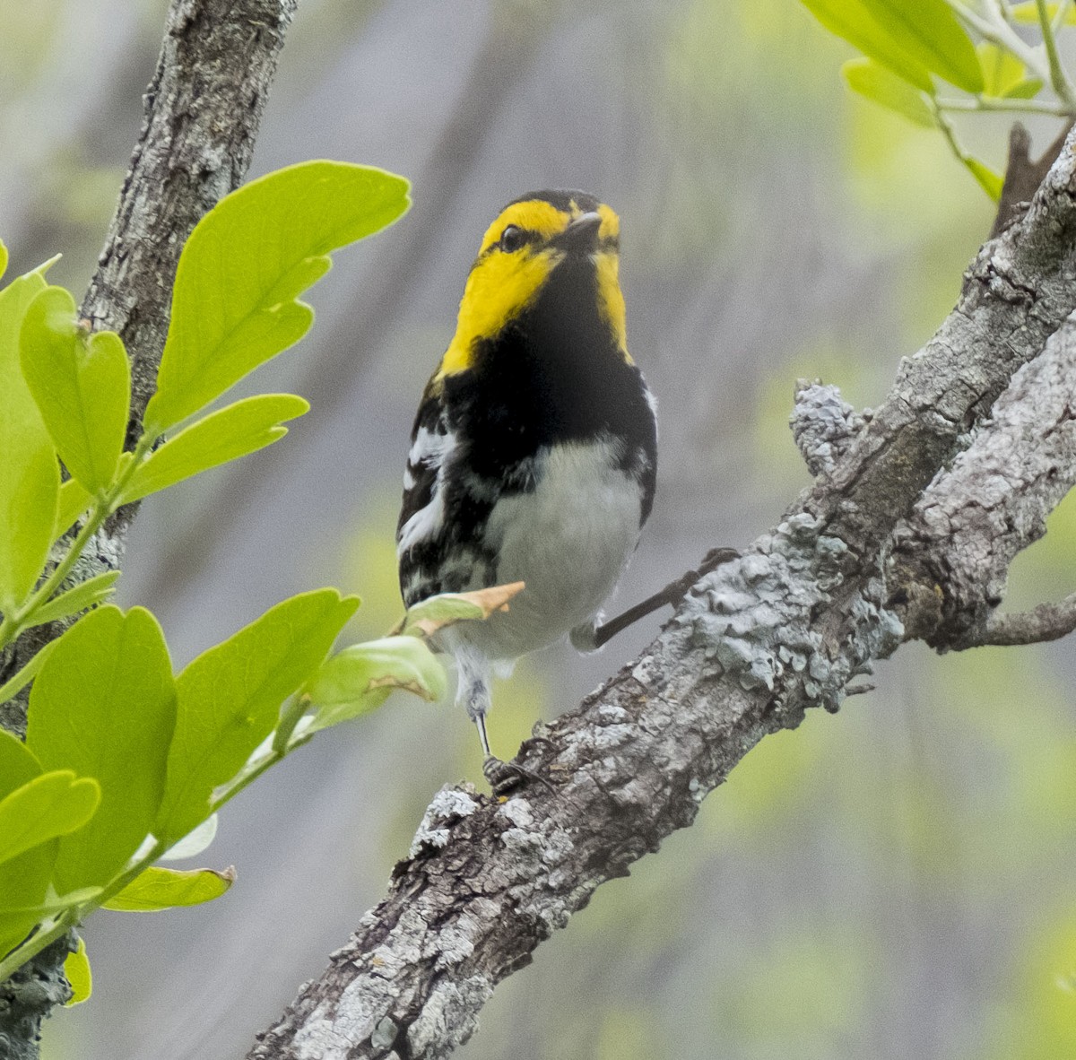 Golden-cheeked Warbler - ML633748182
