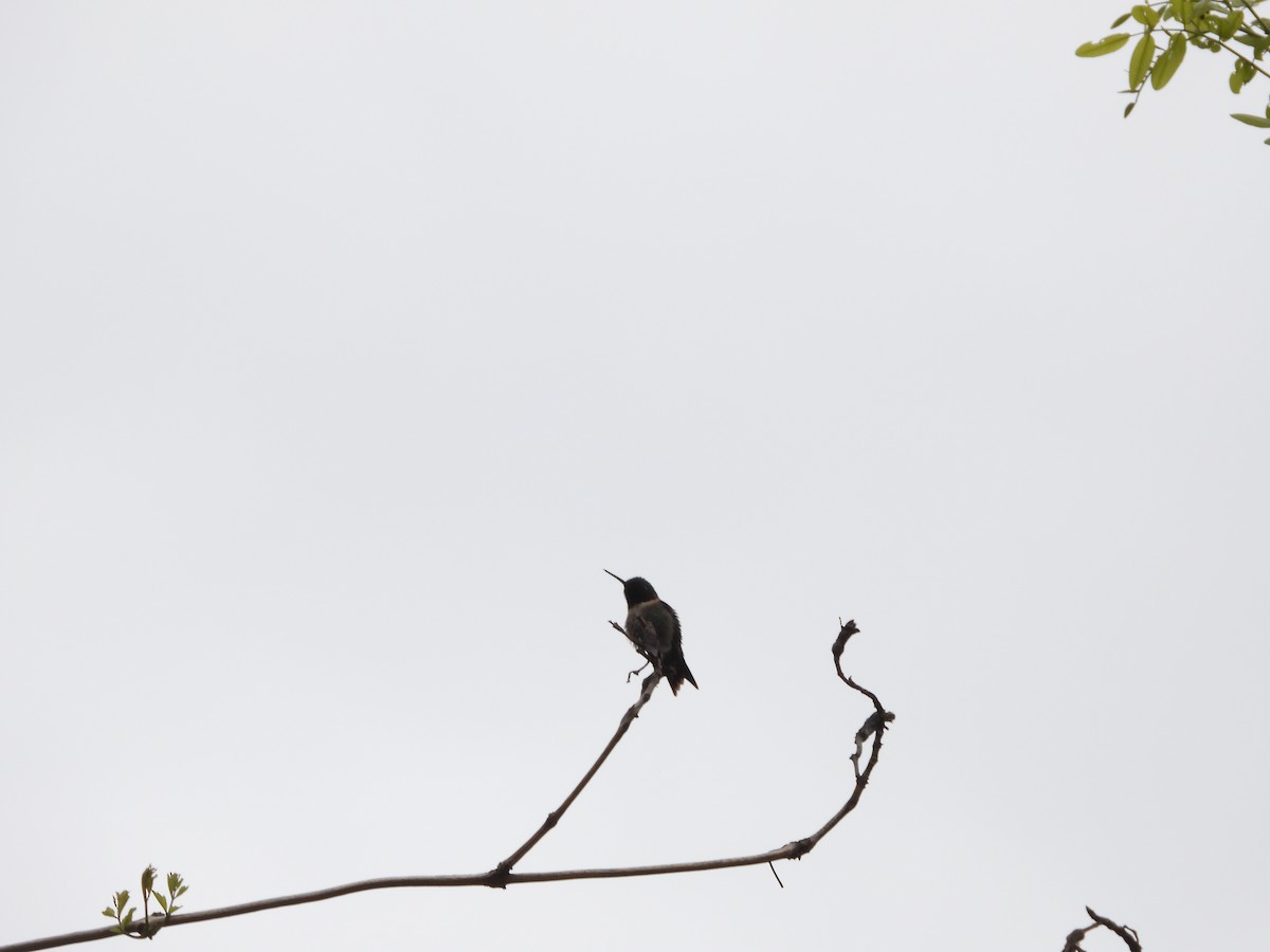 Ruby-throated Hummingbird - ML633748212