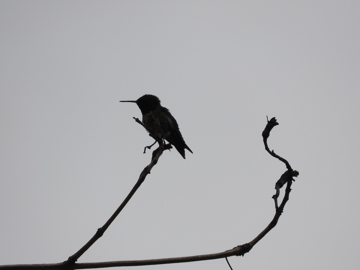 Ruby-throated Hummingbird - ML633748213