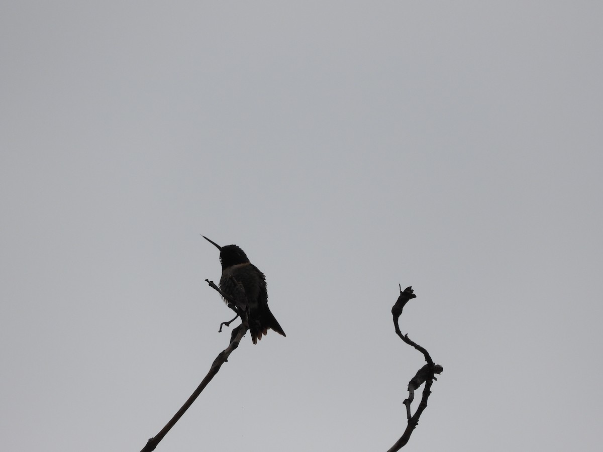 Ruby-throated Hummingbird - ML633748214