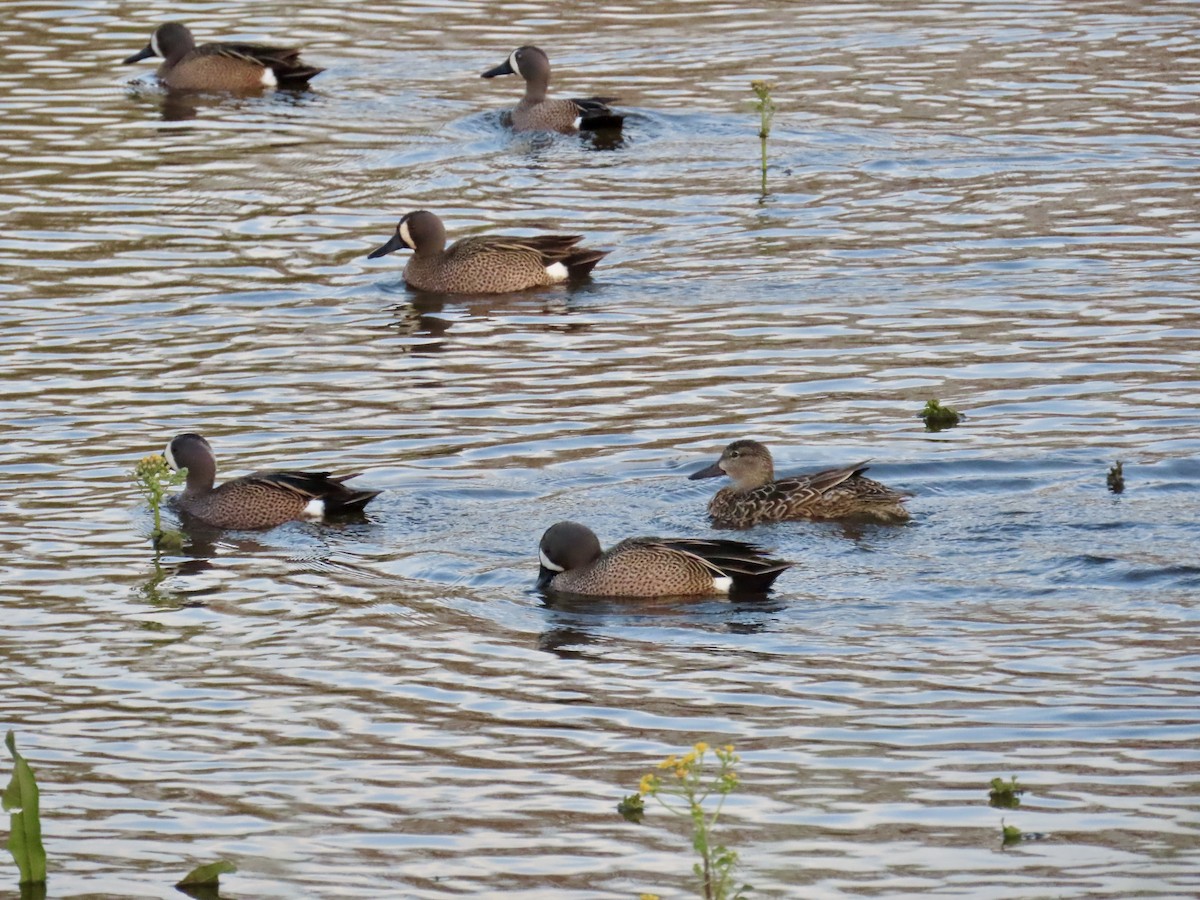 Blue-winged Teal - ML633748227
