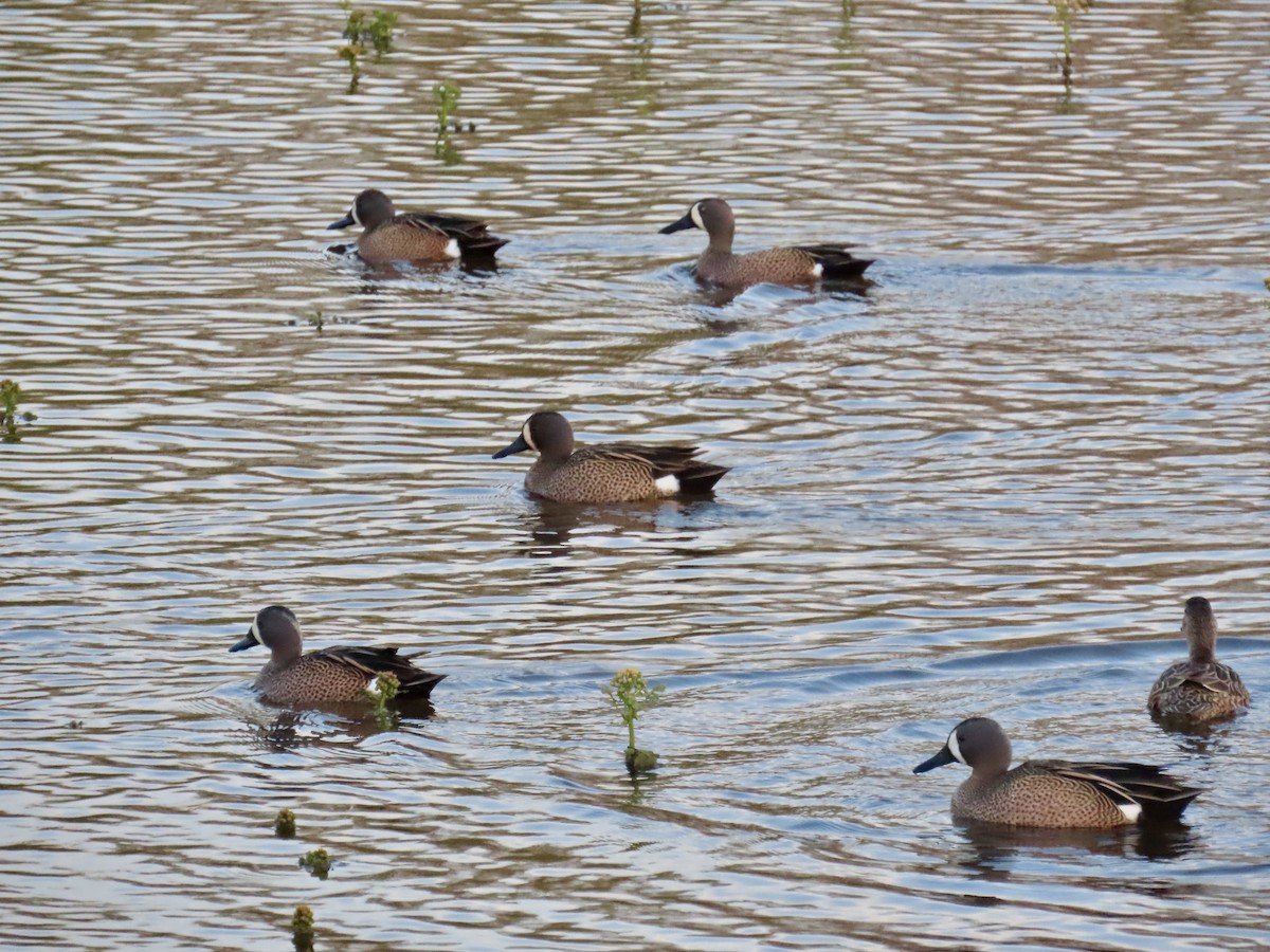 Blue-winged Teal - ML633748228