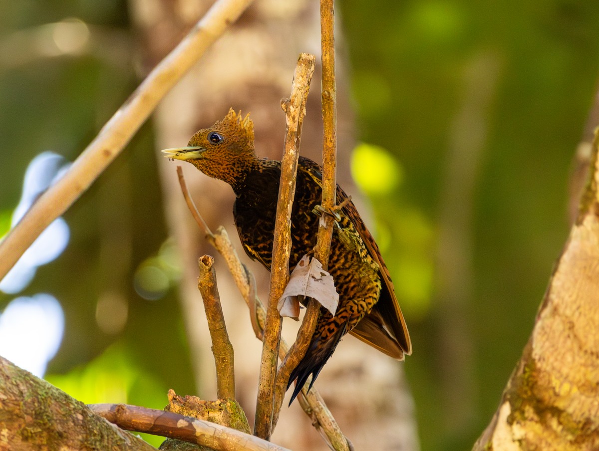 Waved Woodpecker (Waved) - ML633748288