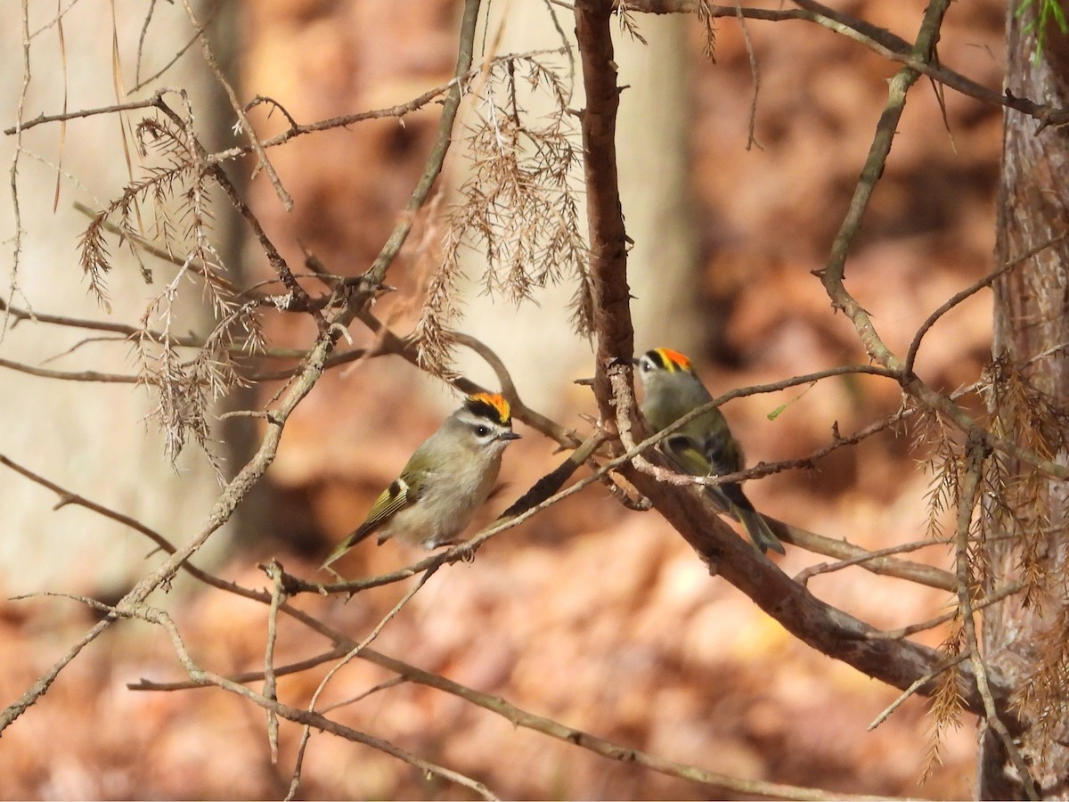 Golden-crowned Kinglet - ML633748297