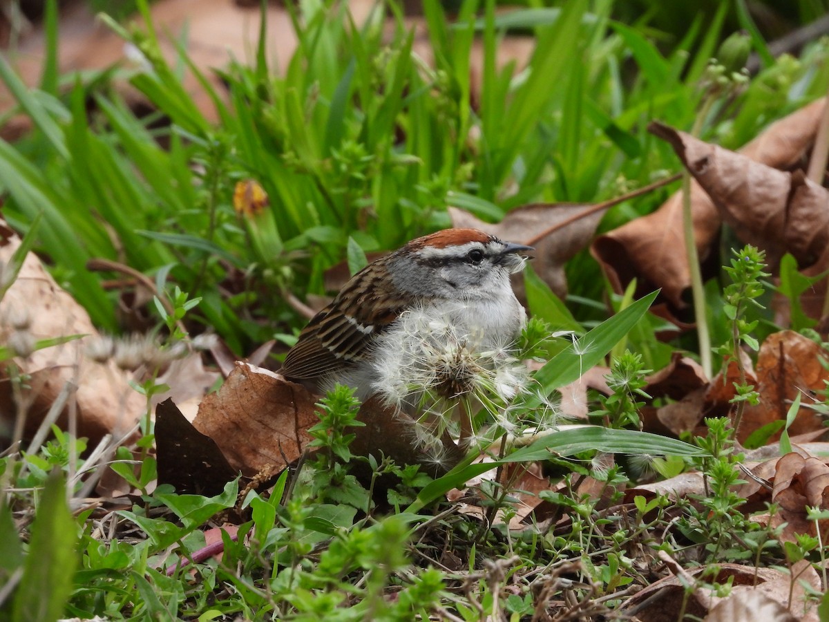 Chipping Sparrow - ML633748323