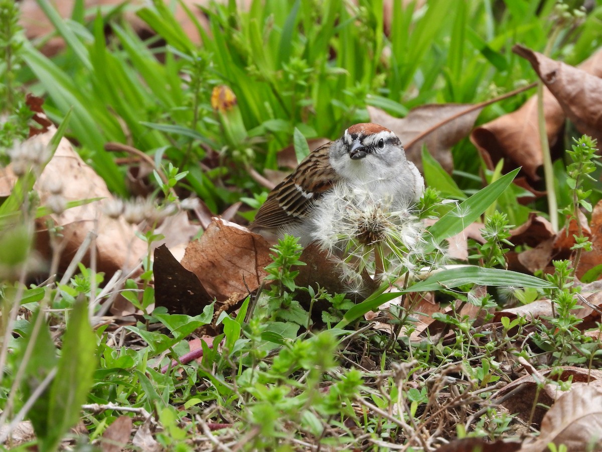Chipping Sparrow - ML633748324