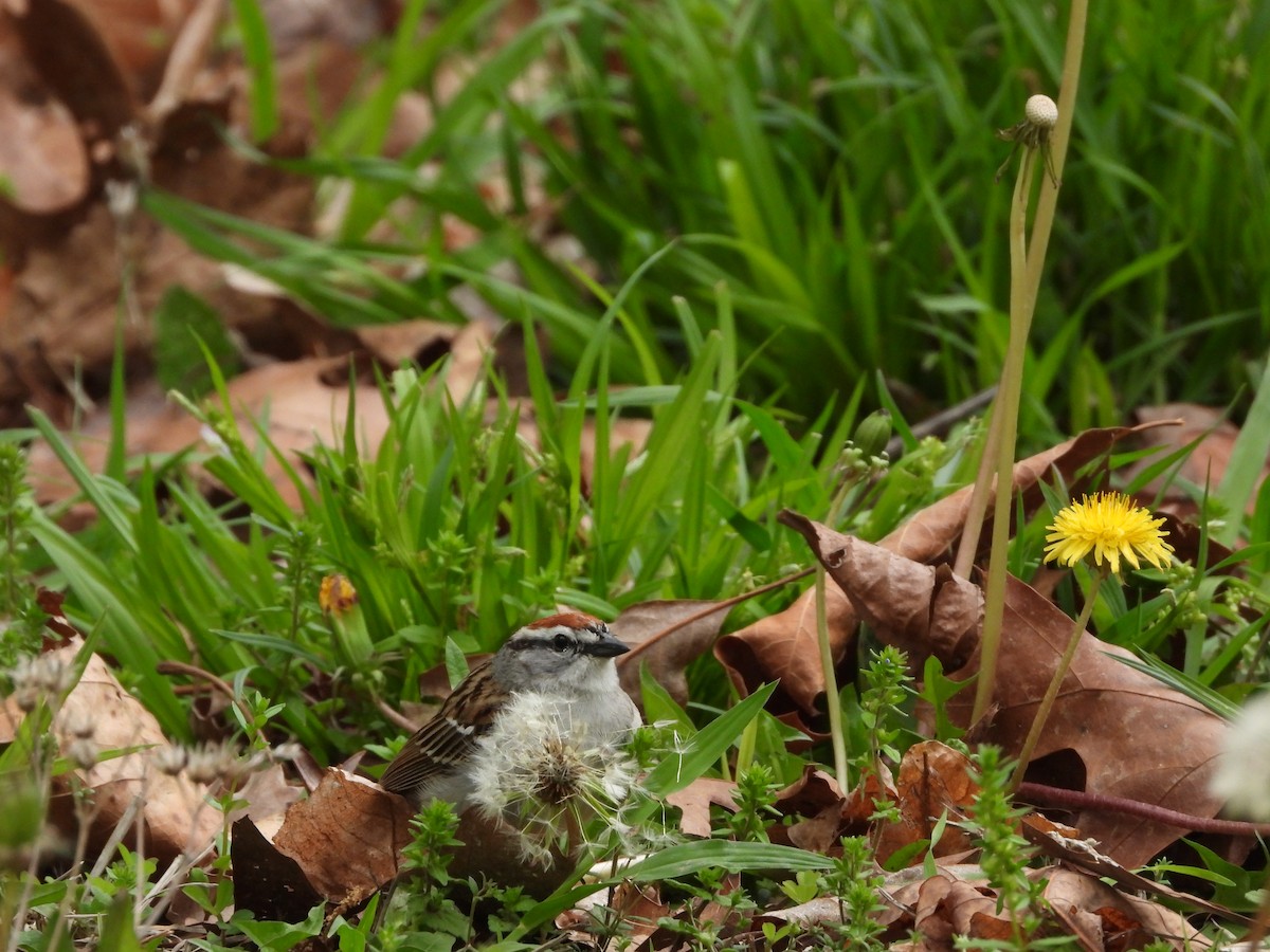 Chipping Sparrow - ML633748325