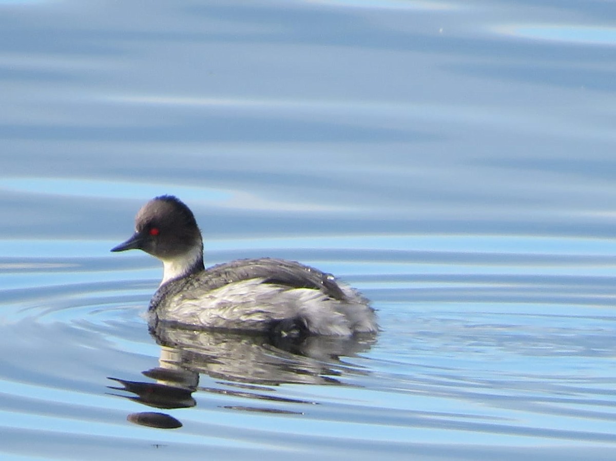 Silvery Grebe - ML633748357