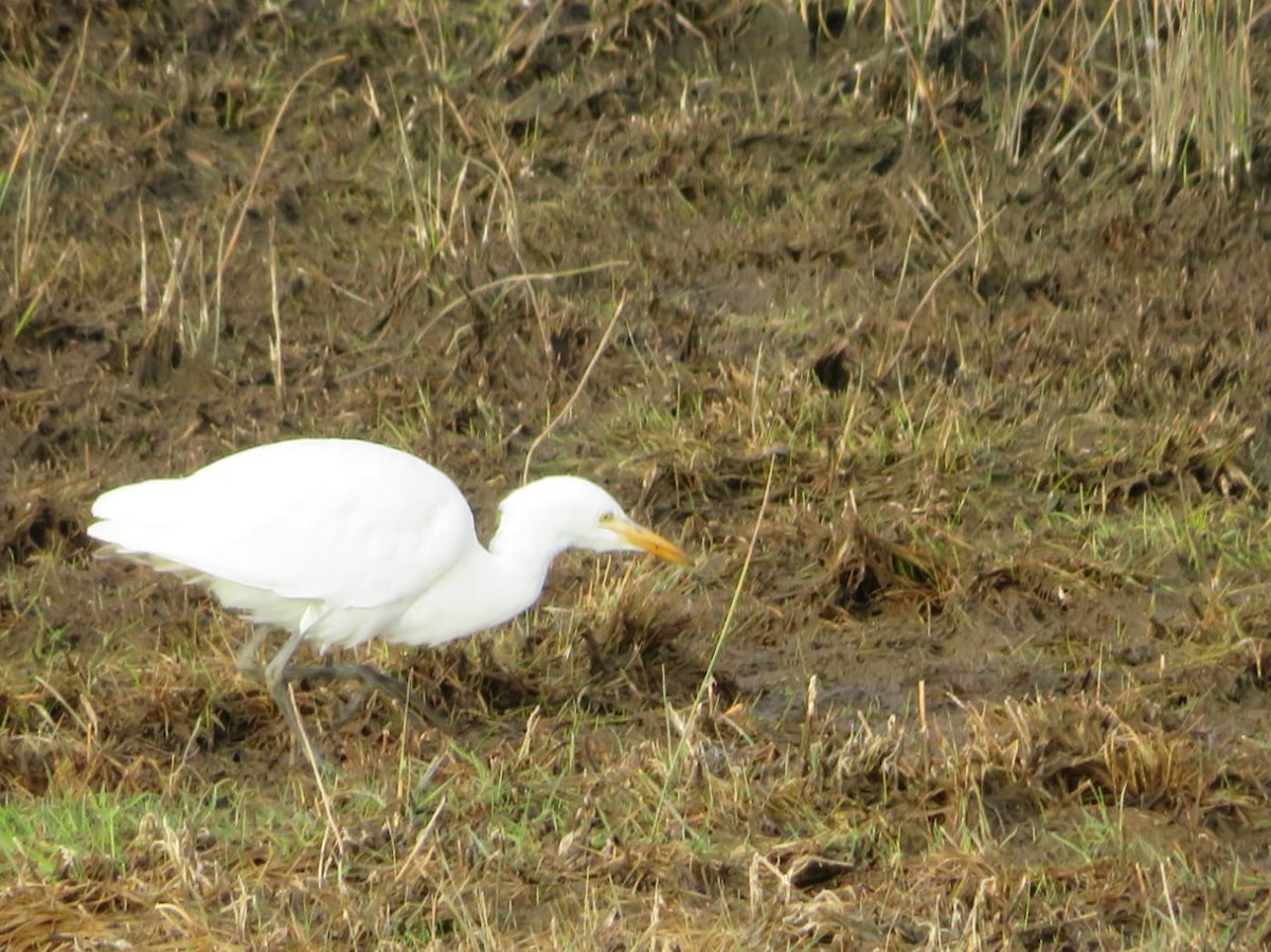 Western Cattle-Egret - ML633748367
