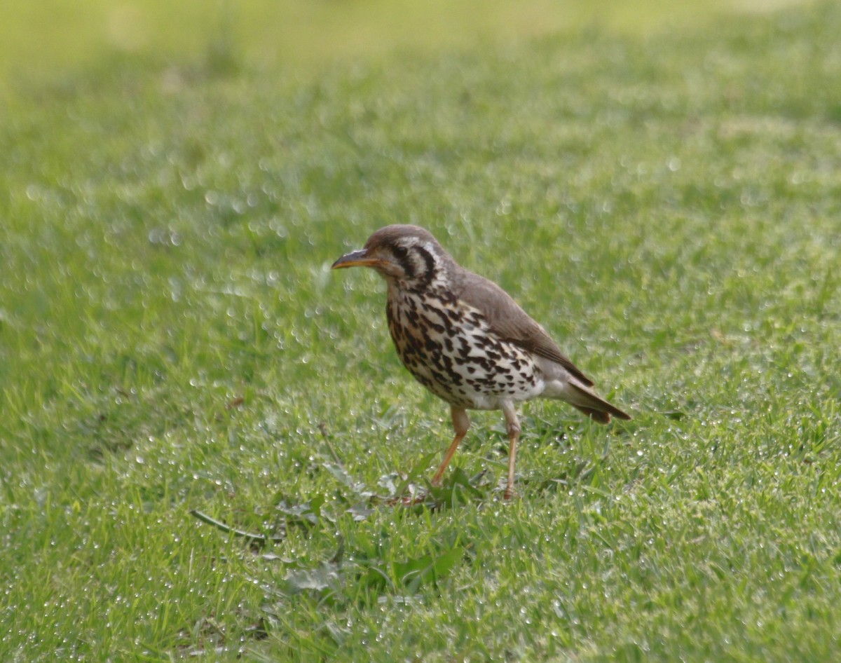 Groundscraper Thrush - ML633748489
