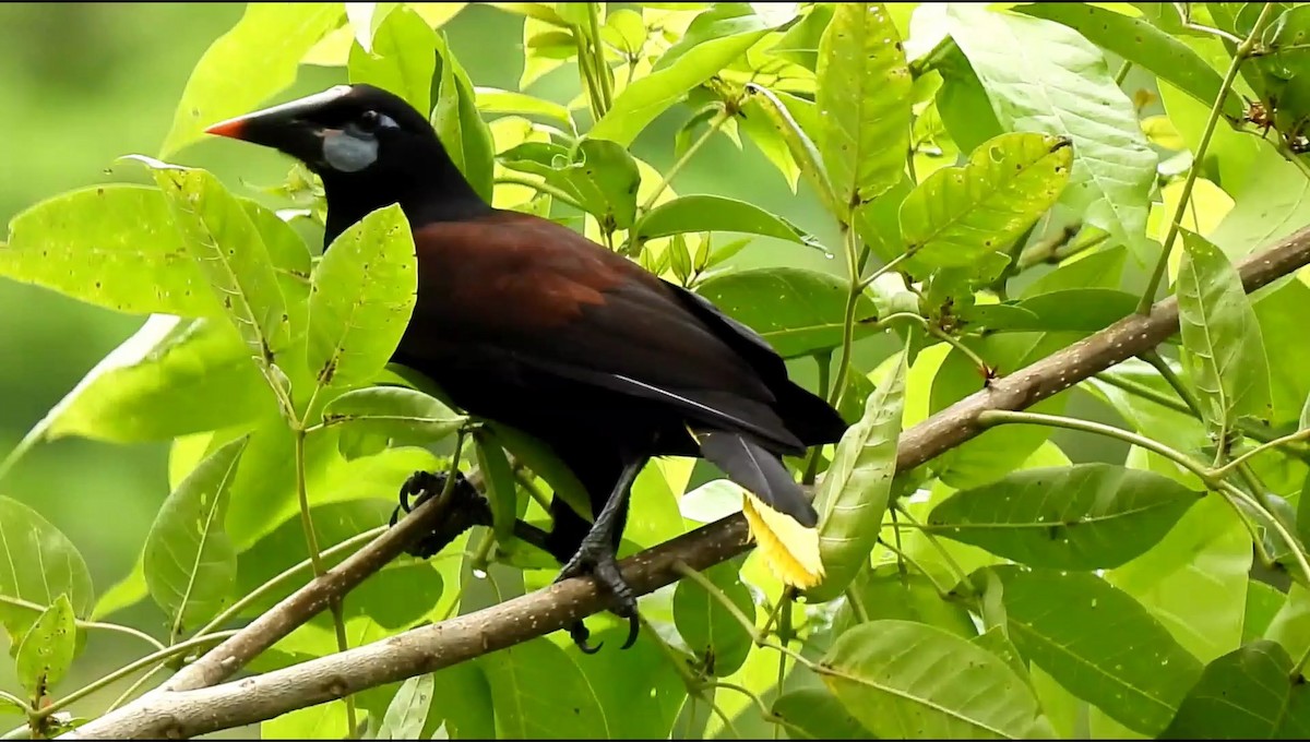 Black Oropendola - ML633748611