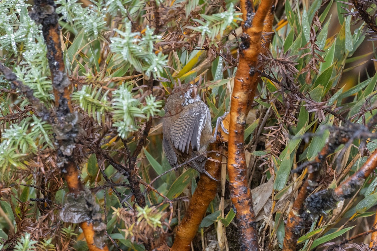 Timberline Wren - ML633748993