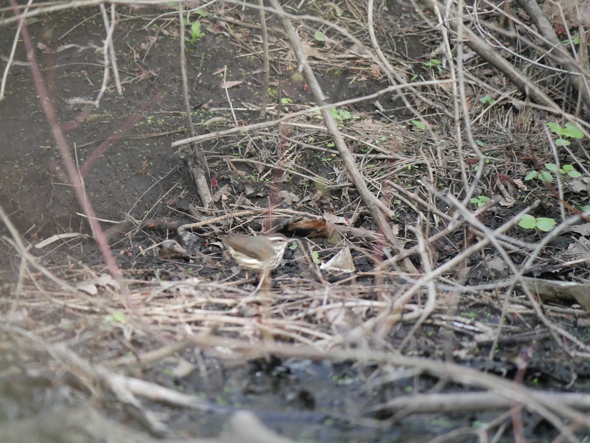 Louisiana Waterthrush - ML633749123