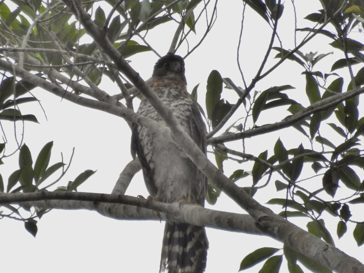 loretoskogfalk - ML633749267