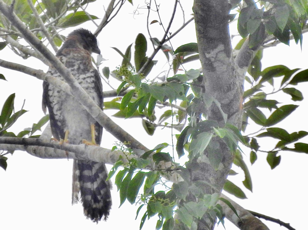 loretoskogfalk - ML633749268