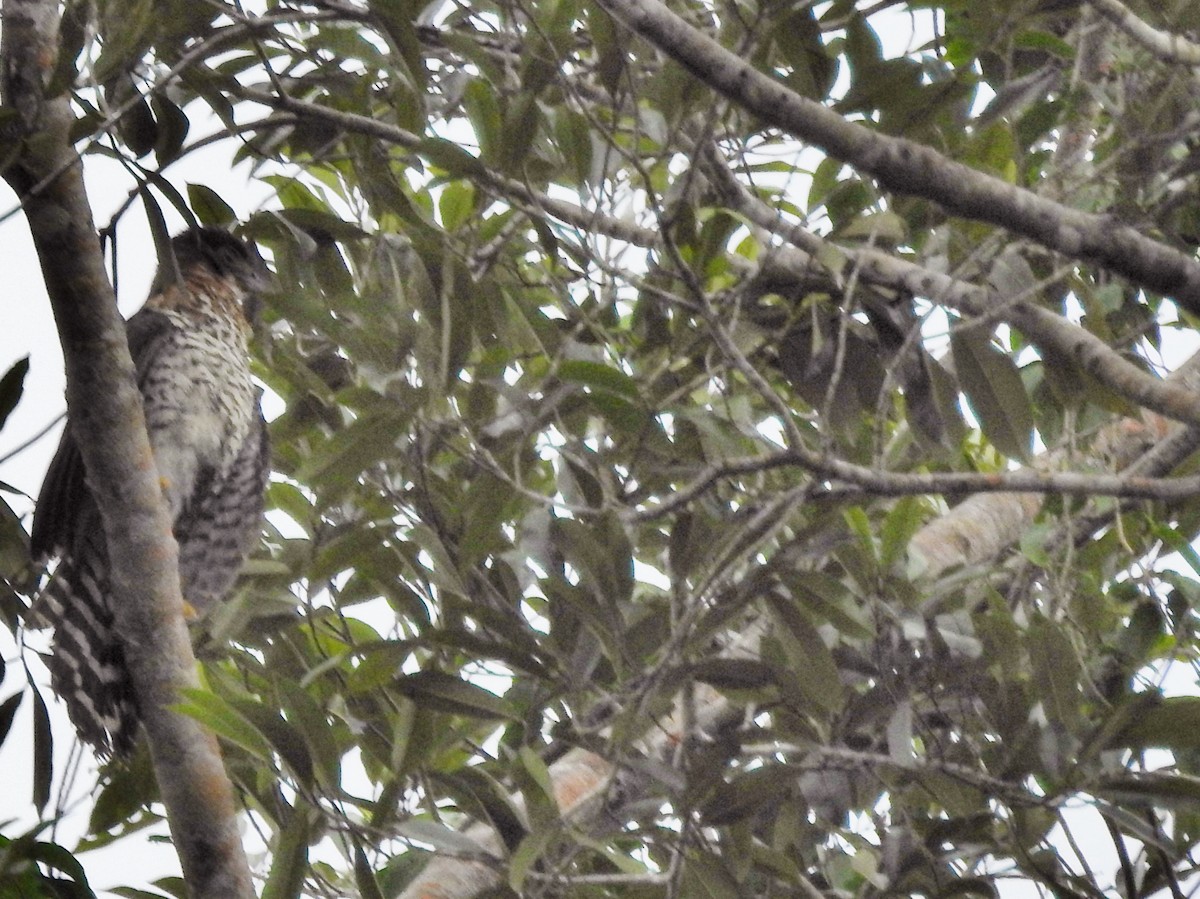 loretoskogfalk - ML633749269