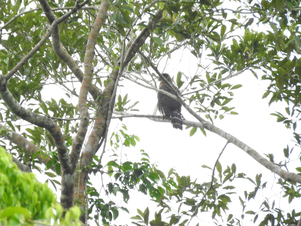 loretoskogfalk - ML633749271