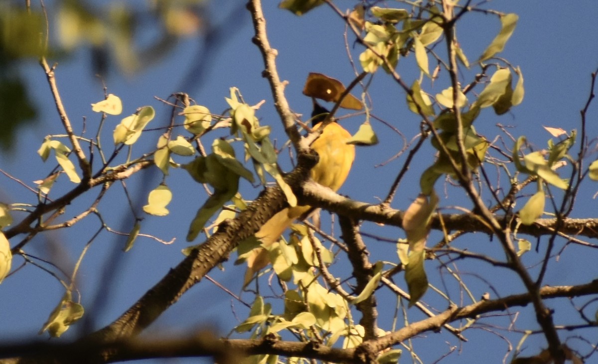 Baltimore Oriole - ML633749338