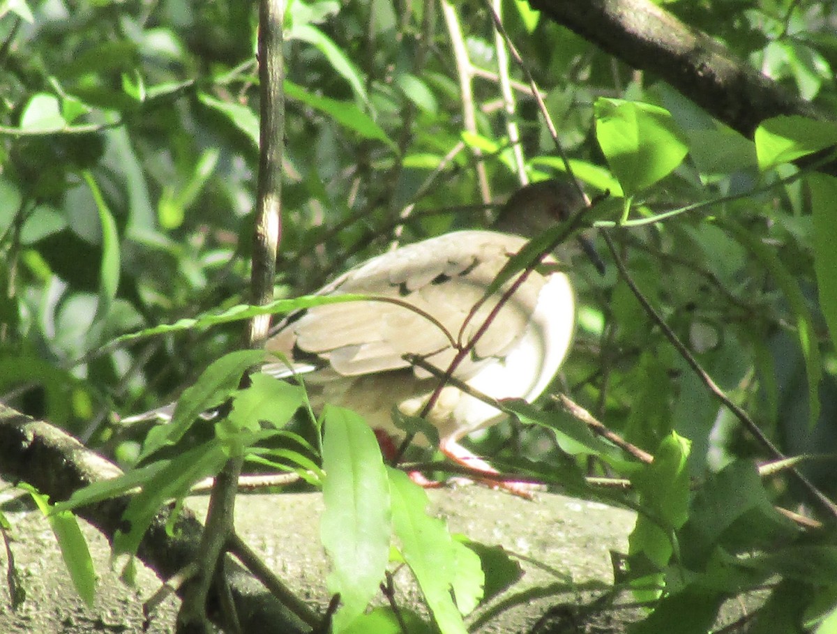 White-tipped Dove - ML633749477
