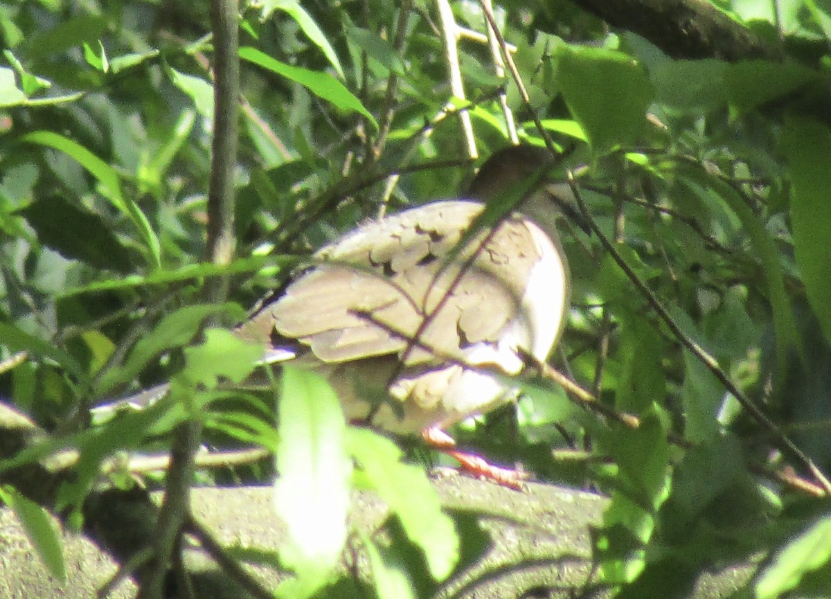 White-tipped Dove - ML633749478