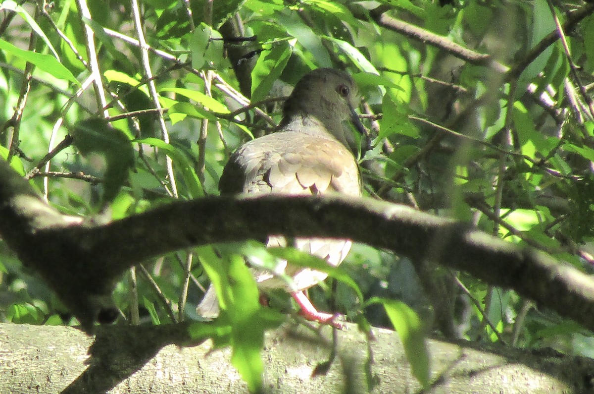 White-tipped Dove - ML633749479